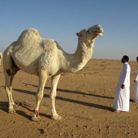 Zdjęcie: Sportswashing w pełni: Arabia Saudyjska, Qatar i zakup globalnego sportu